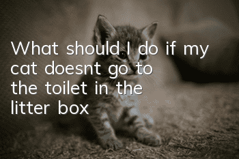 What should I do if my cat doesn’t go to the toilet in the litter box?