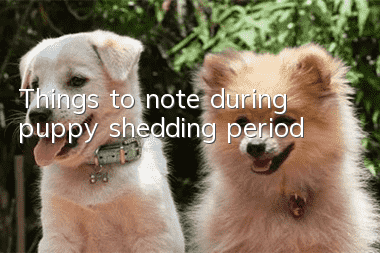 Things to note during puppy shedding period