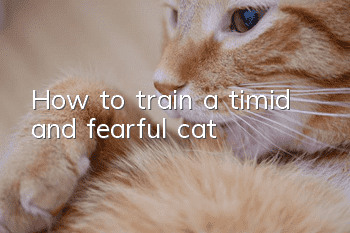 How to train a timid and fearful cat