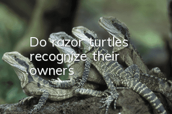 Do razor turtles recognize their owners?