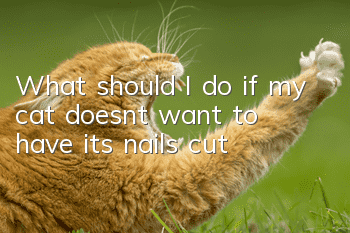 What should I do if my cat doesn’t want to have its nails cut?