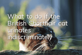What to do if the British Shorthair cat urinates indiscriminately