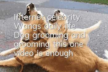 Internet celebrity Wang’s daily life: Dog grooming and grooming, this one video is enough!