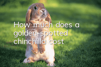 How much does a golden-spotted chinchilla cost?