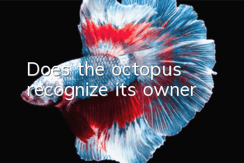 Does the octopus recognize its owner?