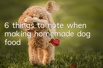6 things to note when making homemade dog food