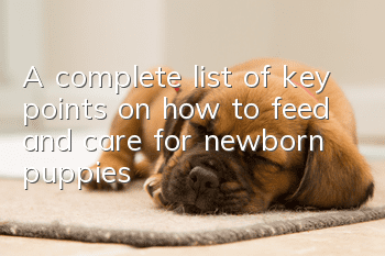 A complete list of key points on how to feed and care for newborn puppies