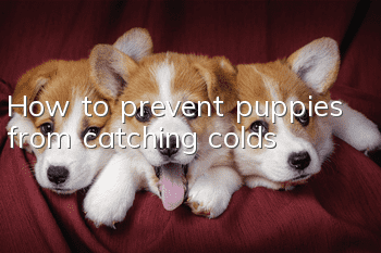 How to prevent puppies from catching colds
