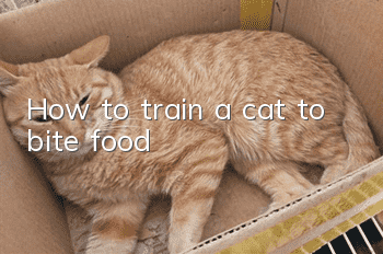 How to train a cat to bite food