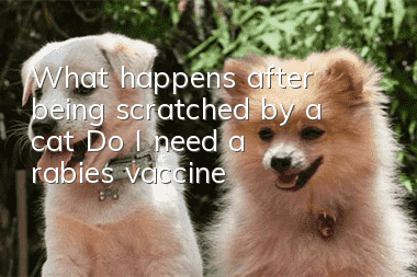 What happens after being scratched by a cat? Do I need a rabies vaccine?