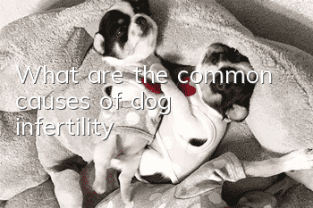 What are the common causes of dog infertility?