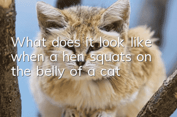 What does it look like when a hen squats on the belly of a cat?
