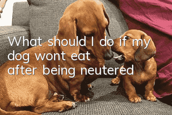 What should I do if my dog ​​won’t eat after being neutered?