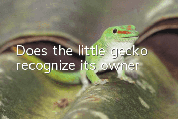 Does the little gecko recognize its owner?