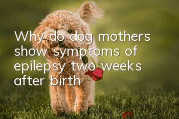Why do dog mothers show symptoms of epilepsy two weeks after birth?