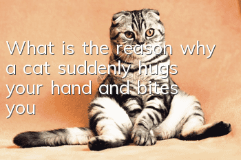 What is the reason why a cat suddenly hugs your hand and bites you?