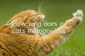 How long does a cat’s memory last?