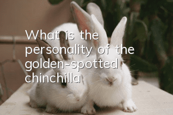 What is the personality of the golden-spotted chinchilla?