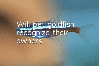 Will pet goldfish recognize their owners?