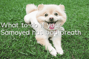 What to do if your Samoyed has bad breath