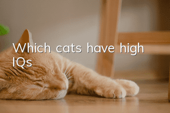 Which cats have high IQs?