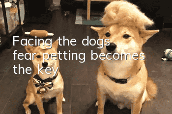 Facing the dog’s fear, petting becomes the key