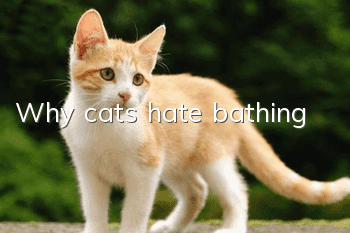 Why cats hate bathing