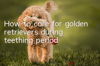 How to care for golden retrievers during teething period