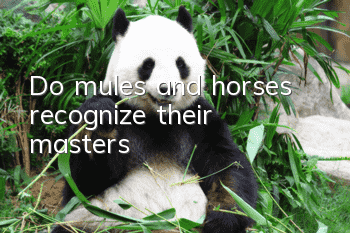 Do mules and horses recognize their masters?