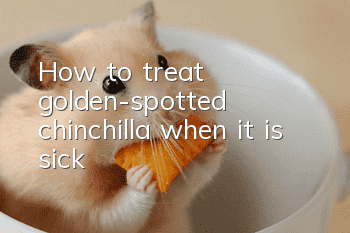 How to treat golden-spotted chinchilla when it is sick