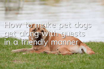 How to make pet dogs get along with guests in a friendly manner
