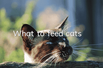 What to feed cats