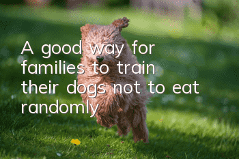 A good way for families to train their dogs not to eat randomly