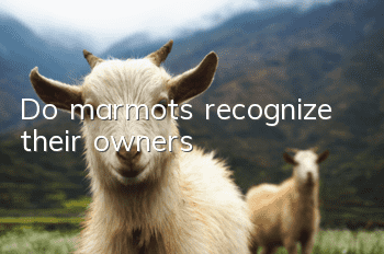 Do marmots recognize their owners?
