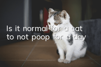 Is it normal for a cat to not poop for a day?