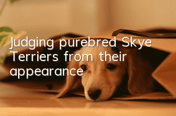 Judging purebred Skye Terriers from their appearance