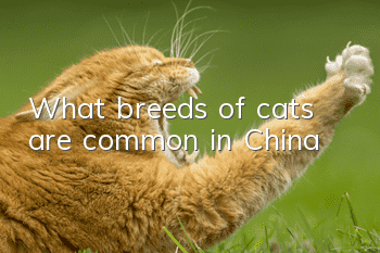 What breeds of cats are common in China?