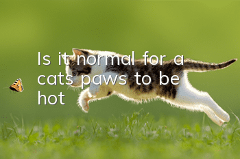 Is it normal for a cat’s paws to be hot?