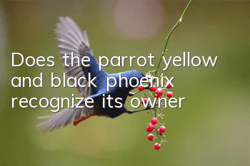 Does the parrot yellow and black phoenix recognize its owner?