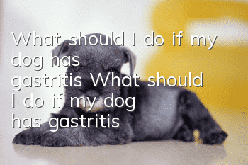 What should I do if my dog ​​has gastritis? What should I do if my dog ​​has gastritis?