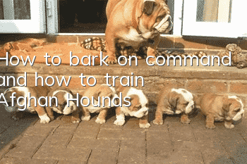 How to bark on command and how to train Afghan Hounds