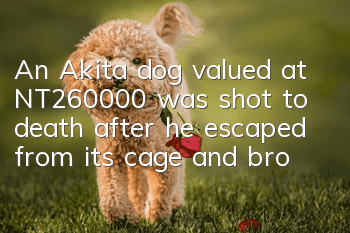An Akita dog valued at NT$260,000 was shot to death after he escaped from its cage and broke into the tarmac while being escorted.