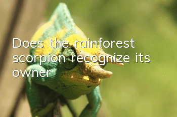 Does the rainforest scorpion recognize its owner?
