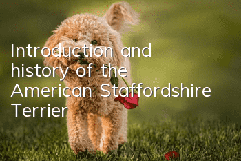 Introduction and history of the American Staffordshire Terrier