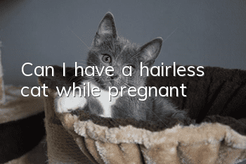Can I have a hairless cat while pregnant?