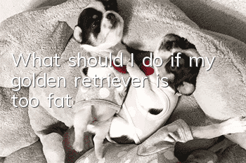 What should I do if my golden retriever is too fat?