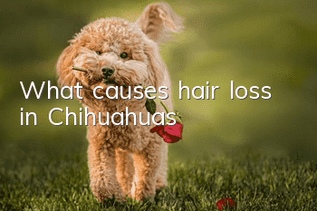 What causes hair loss in Chihuahuas?