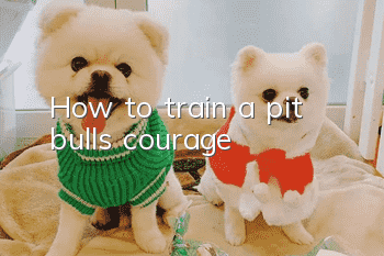 How to train a pit bull’s courage?
