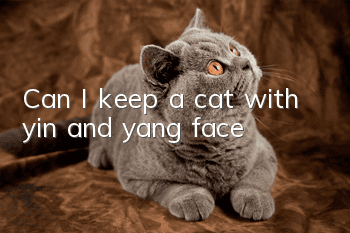 Can I keep a cat with yin and yang face?