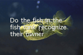 Do the fish in the fish tank recognize their owner?